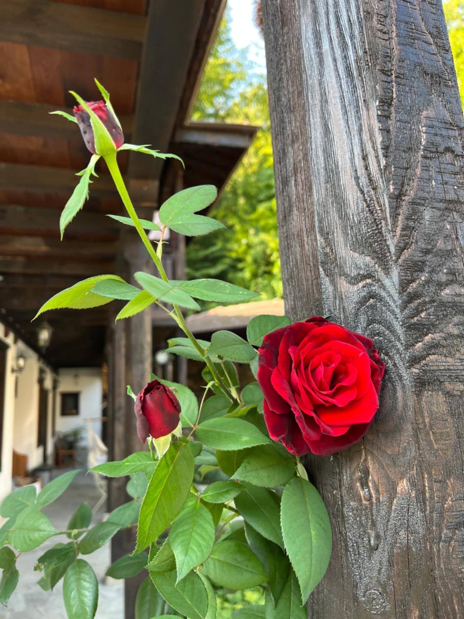 Verta House Tryavna Luaran gambar